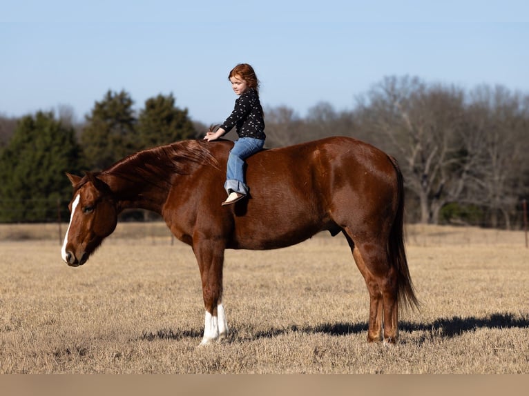 Quarter horse américain Hongre 5 Ans 152 cm Alezan cuivré in Canton