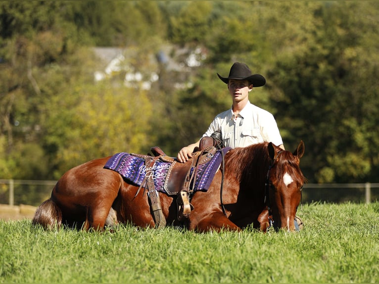 Quarter horse américain Hongre 5 Ans 152 cm Alezan cuivré in Millersburg