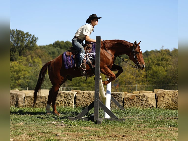 Quarter horse américain Hongre 5 Ans 152 cm Alezan cuivré in Millersburg