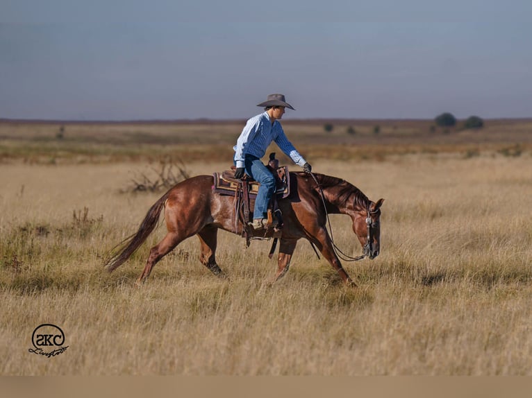 Quarter horse américain Hongre 5 Ans 152 cm Alezan cuivré in Canyon