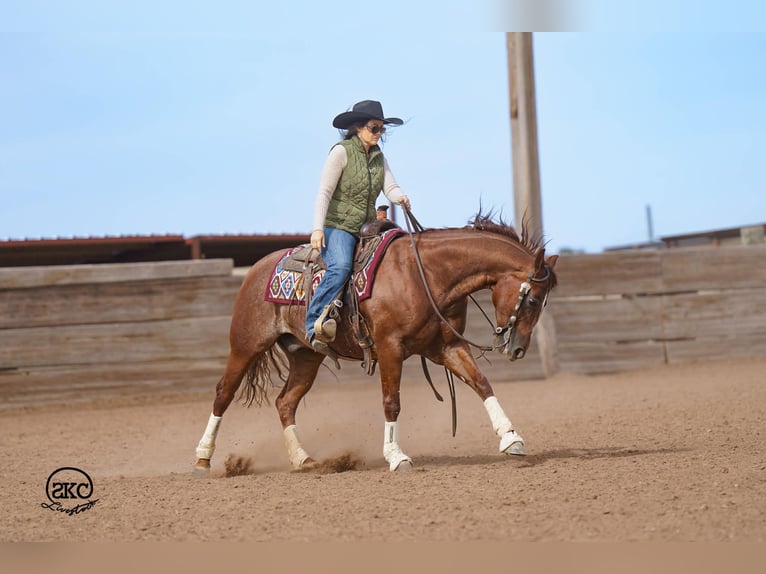 Quarter horse américain Hongre 5 Ans 152 cm Alezan cuivré in Canyon