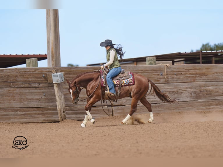 Quarter horse américain Hongre 5 Ans 152 cm Alezan cuivré in Canyon