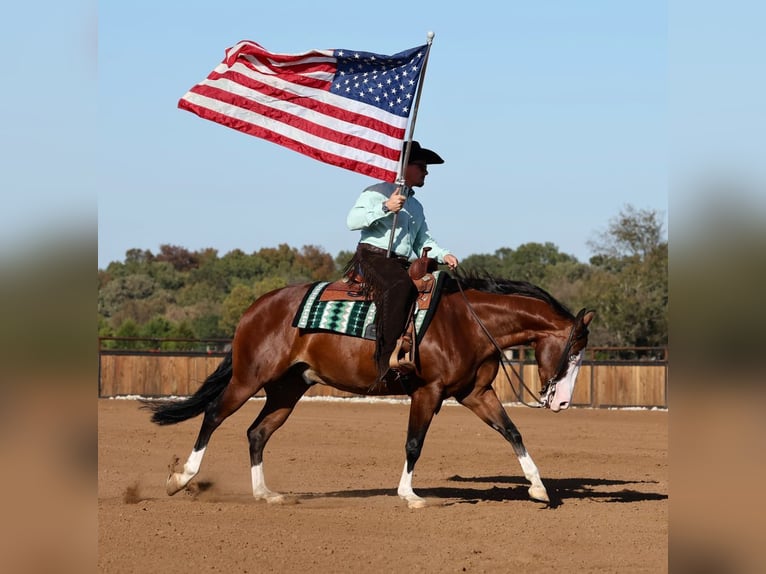 Quarter horse américain Hongre 5 Ans 152 cm Bai cerise in Buffalo