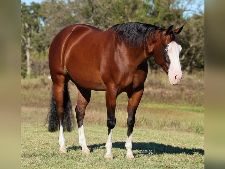 Quarter horse américain Hongre 5 Ans 152 cm Bai cerise in Buffalo
