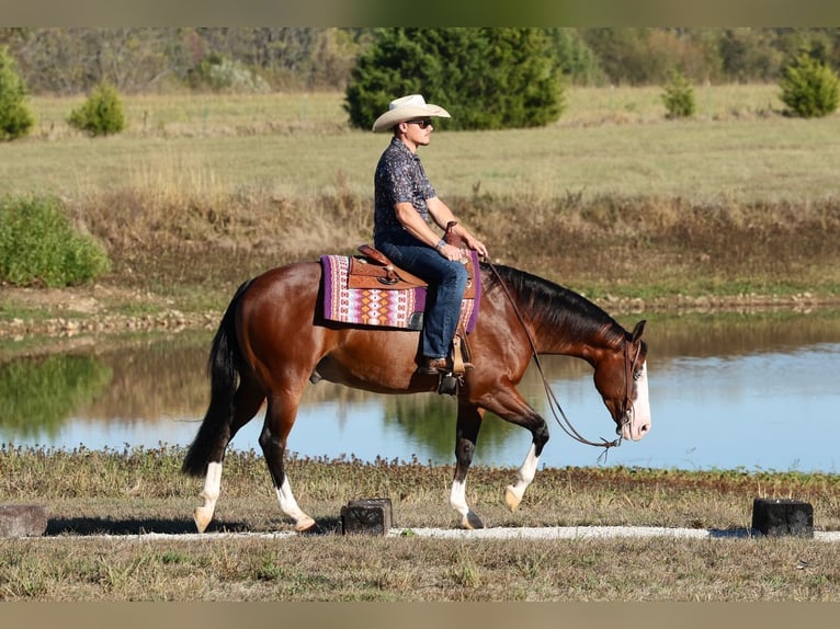 Quarter horse américain Hongre 5 Ans 152 cm Bai cerise in Buffalo