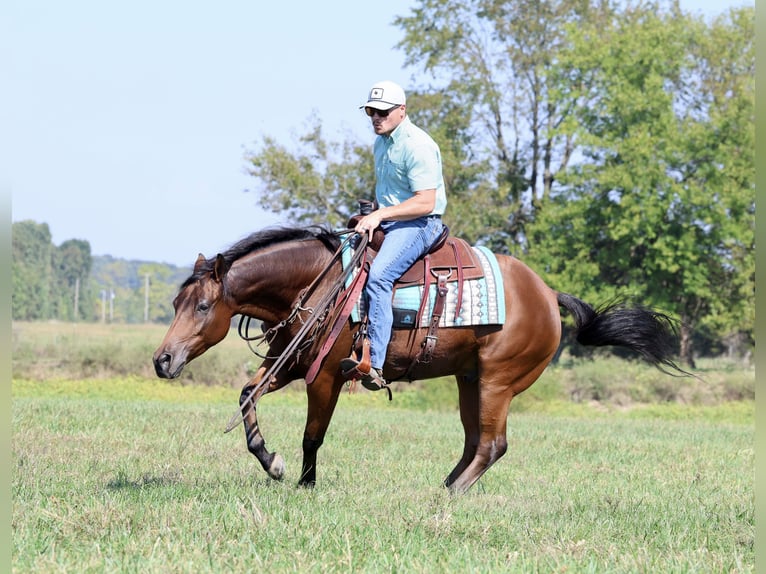 Quarter horse américain Hongre 5 Ans 152 cm Bai cerise in Elkland