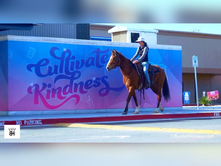 Quarter horse américain Hongre 5 Ans 152 cm Bai cerise in Weatherford