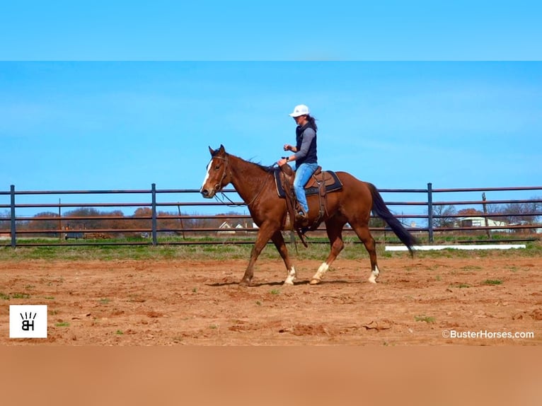 Quarter horse américain Hongre 5 Ans 152 cm Bai cerise in Weatherford