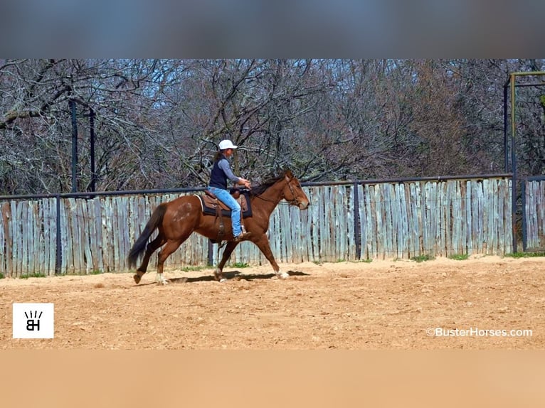Quarter horse américain Hongre 5 Ans 152 cm Bai cerise in Weatherford