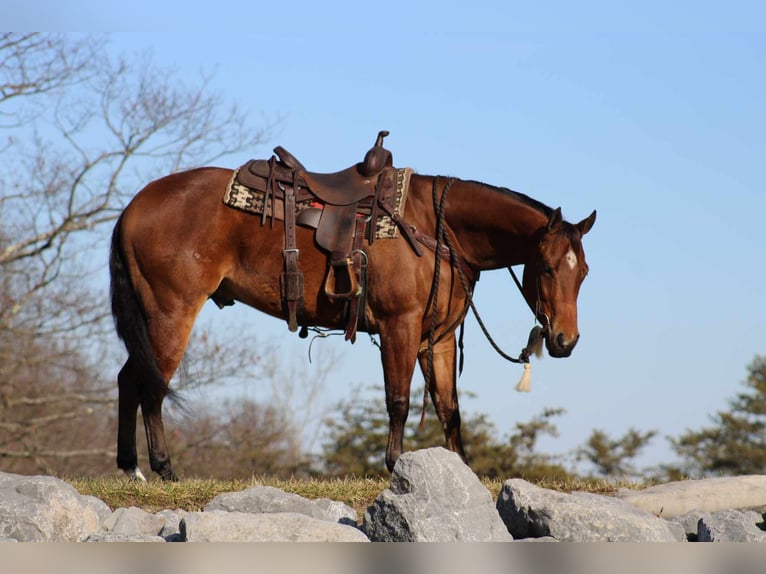 Quarter horse américain Hongre 5 Ans 152 cm Bai cerise in Rebersburg, PA