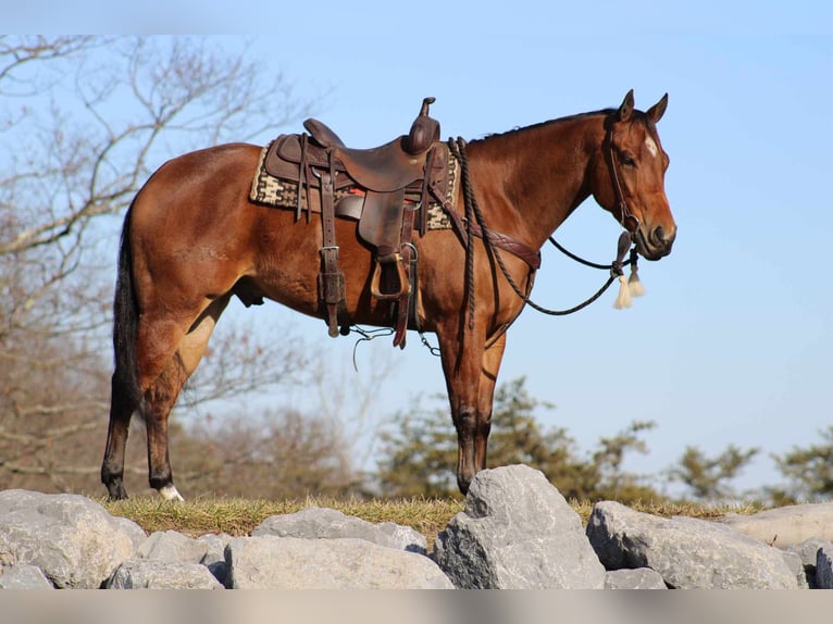 Quarter horse américain Hongre 5 Ans 152 cm Bai cerise in Rebersburg, PA