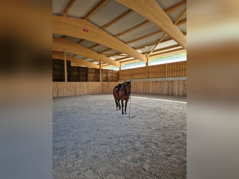 Quarter horse américain Hongre 5 Ans 152 cm Bai in Geislingen an der Steige