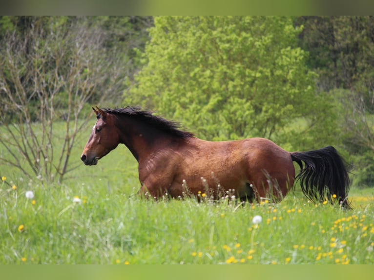 Quarter horse américain Hongre 5 Ans 152 cm Bai in Geislingen an der Steige