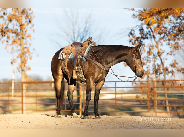 Quarter horse américain Hongre 5 Ans 152 cm Buckskin in Lewistown