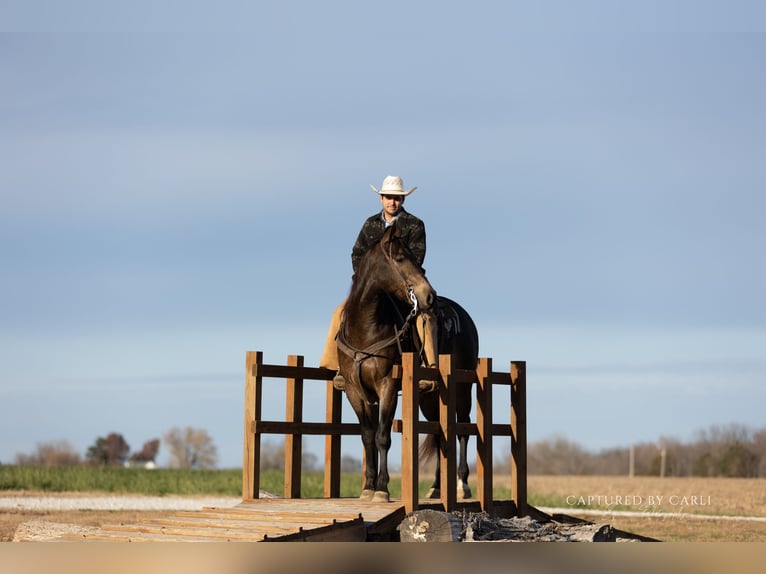 Quarter horse américain Hongre 5 Ans 152 cm Buckskin in Lewistown