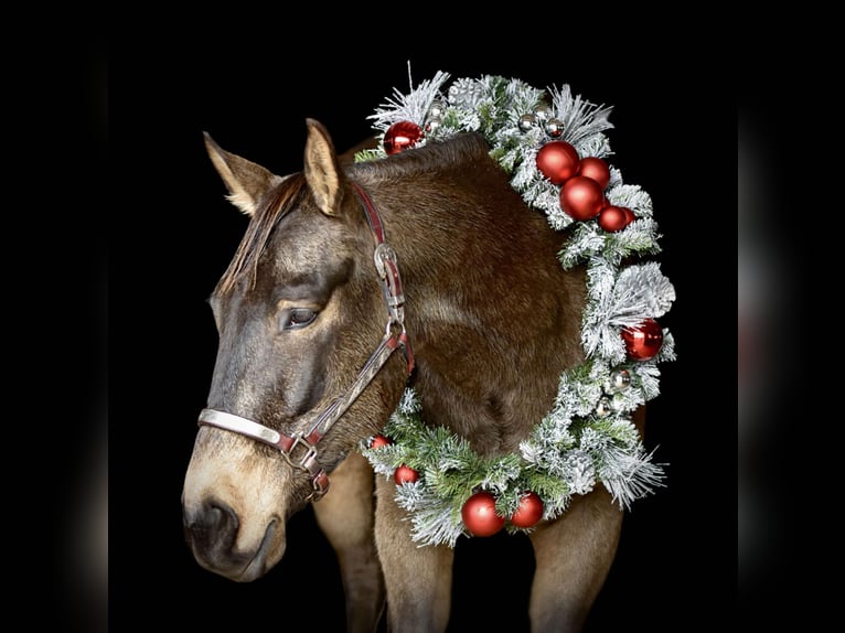 Quarter horse américain Hongre 5 Ans 152 cm Buckskin in Allenwood, PA