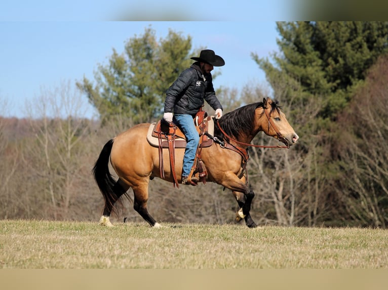 Quarter horse américain Hongre 5 Ans 152 cm Buckskin in Clarion