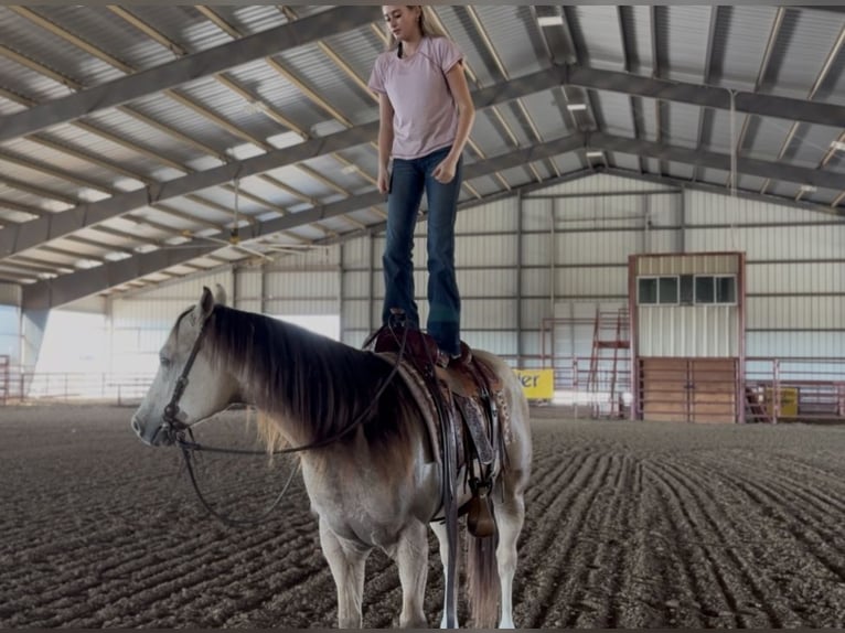 Quarter horse américain Hongre 5 Ans 152 cm Buckskin in Decatur