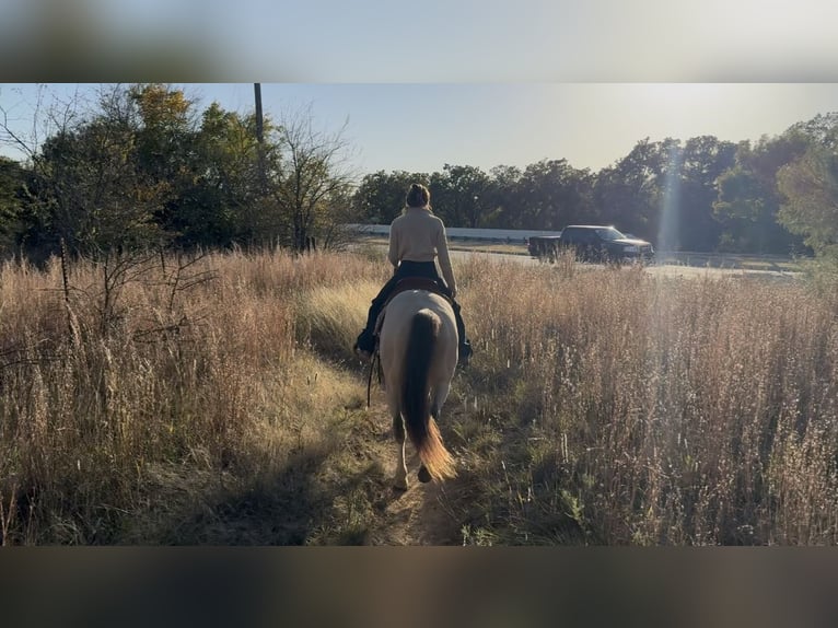 Quarter horse américain Hongre 5 Ans 152 cm Buckskin in Decatur