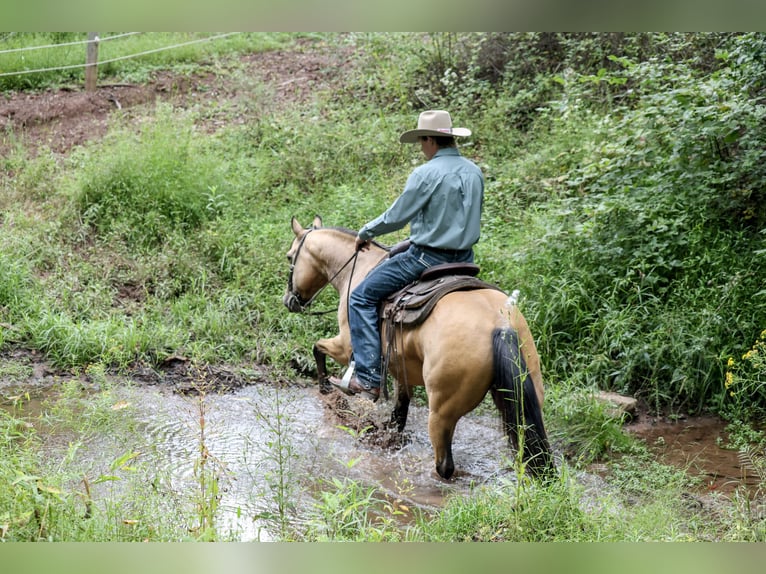 Quarter horse américain Hongre 5 Ans 152 cm Buckskin in Needmore