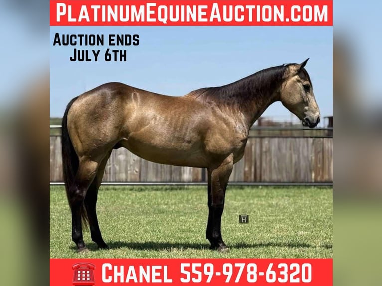 Quarter horse américain Hongre 5 Ans 152 cm Buckskin in Jacksboro KY