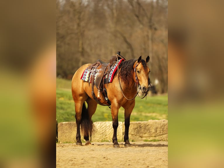 Quarter horse américain Hongre 5 Ans 152 cm Buckskin in Millersburg