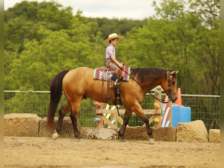 Quarter horse américain Hongre 5 Ans 152 cm Buckskin in Millersburg