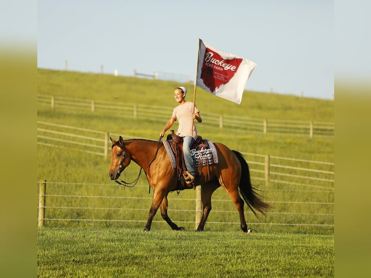Quarter horse américain Hongre 5 Ans 152 cm Buckskin in Millersburg