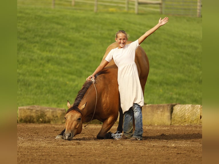 Quarter horse américain Hongre 5 Ans 152 cm Buckskin in Millersburg