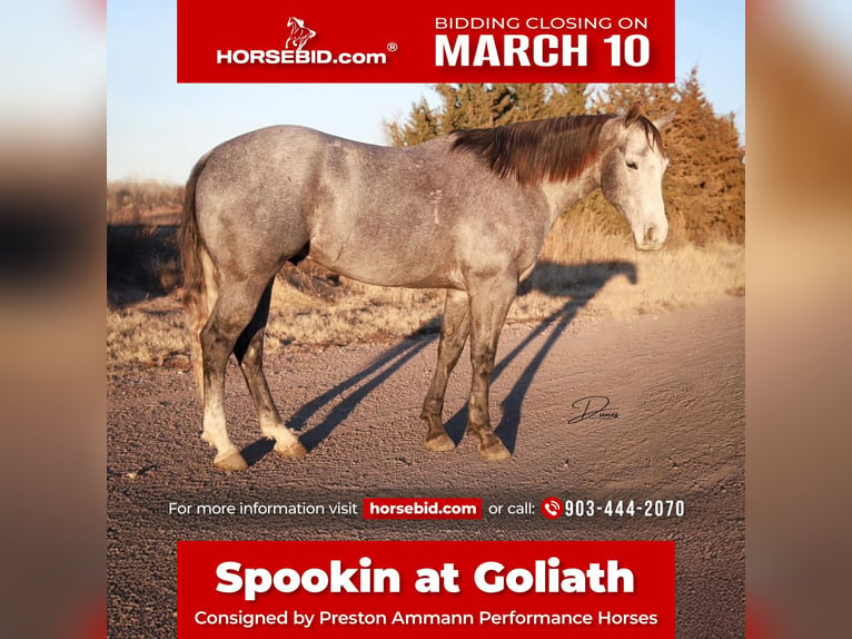 Quarter horse américain Hongre 5 Ans 152 cm Gris in Whitesboro, TX