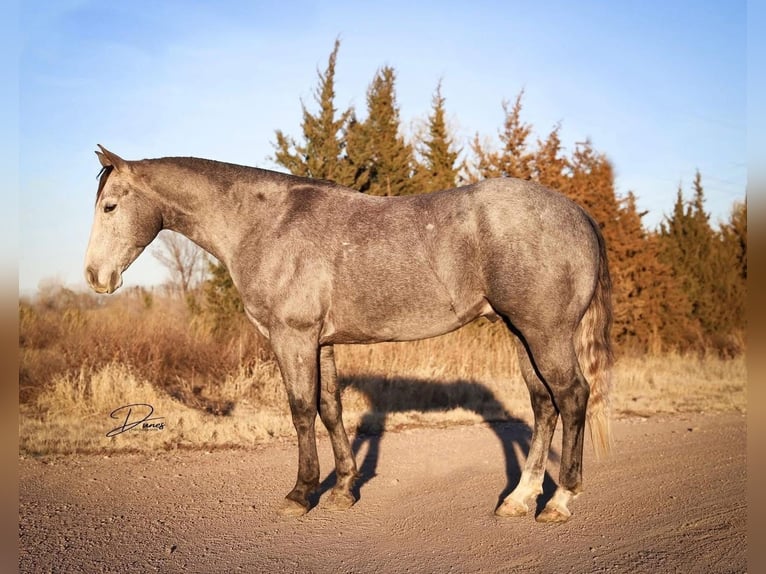 Quarter horse américain Hongre 5 Ans 152 cm Gris in Whitesboro, TX