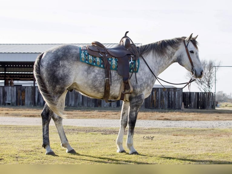 Quarter horse américain Hongre 5 Ans 152 cm Gris in Ravenna, TX