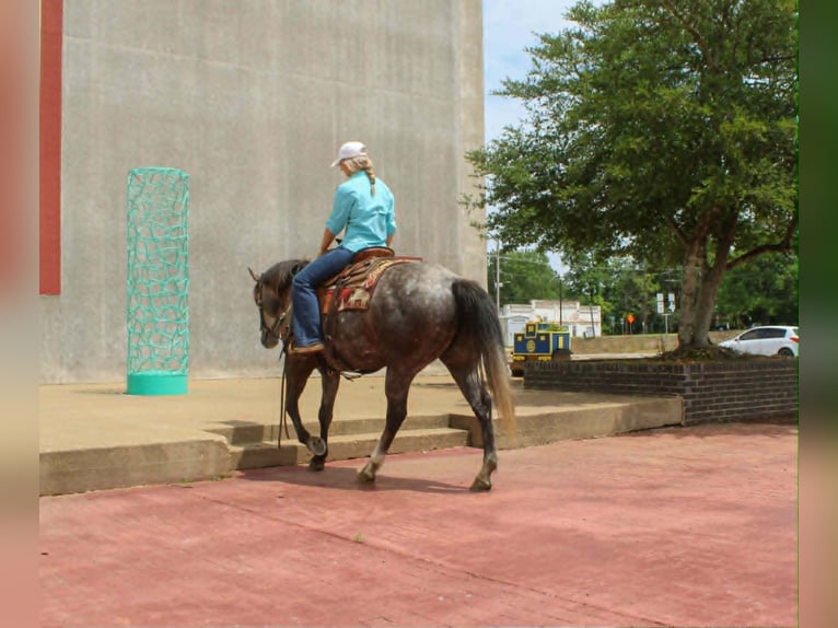 Quarter horse américain Hongre 5 Ans 152 cm Gris in Rusk