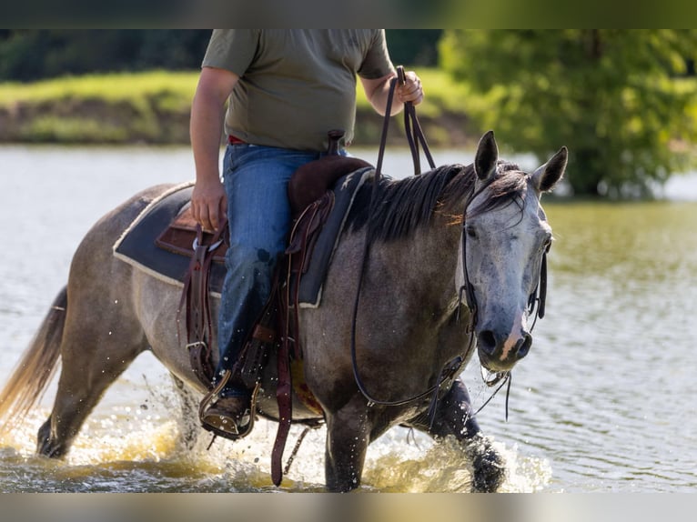 Quarter horse américain Hongre 5 Ans 152 cm Gris in Canton TX