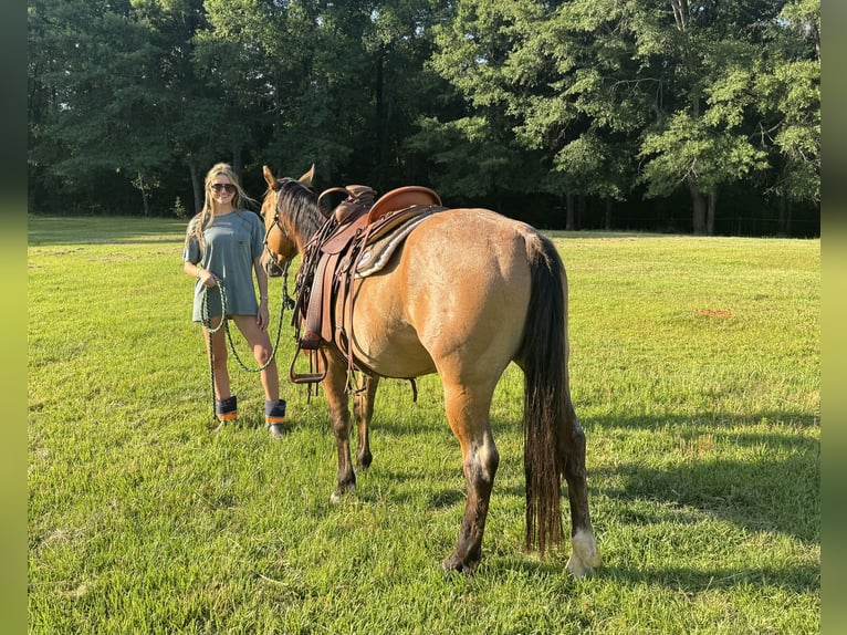 Quarter horse américain Hongre 5 Ans 152 cm Isabelle in Greenville