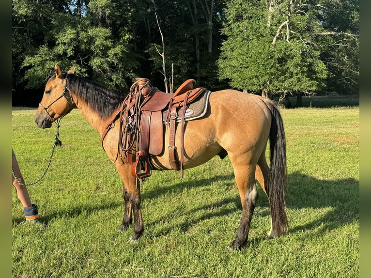 Quarter horse américain Hongre 5 Ans 152 cm Isabelle in Greenville