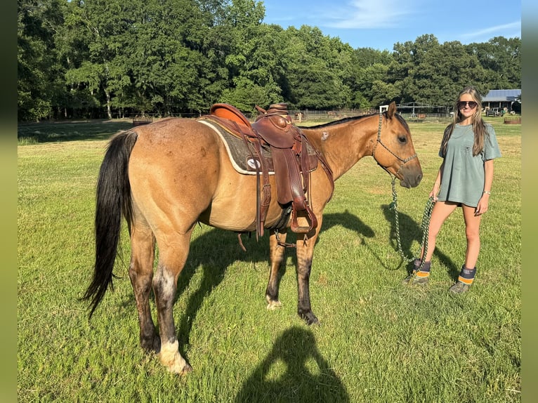 Quarter horse américain Hongre 5 Ans 152 cm Isabelle in Greenville