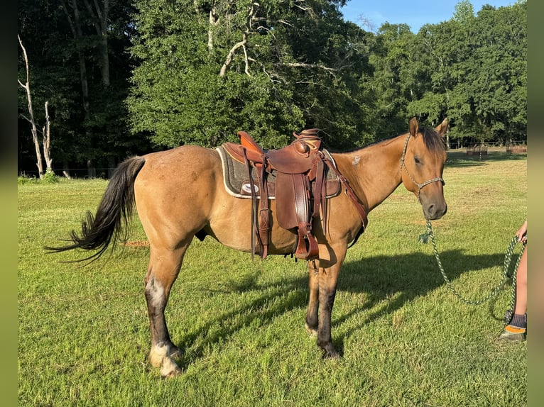 Quarter horse américain Hongre 5 Ans 152 cm Isabelle in Greenville