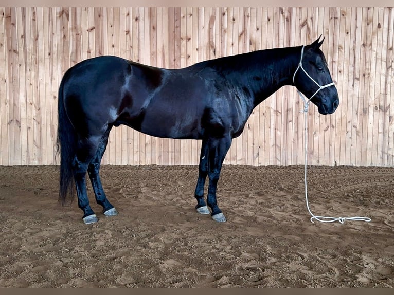 Quarter horse américain Hongre 5 Ans 152 cm Noir in Holland, IA