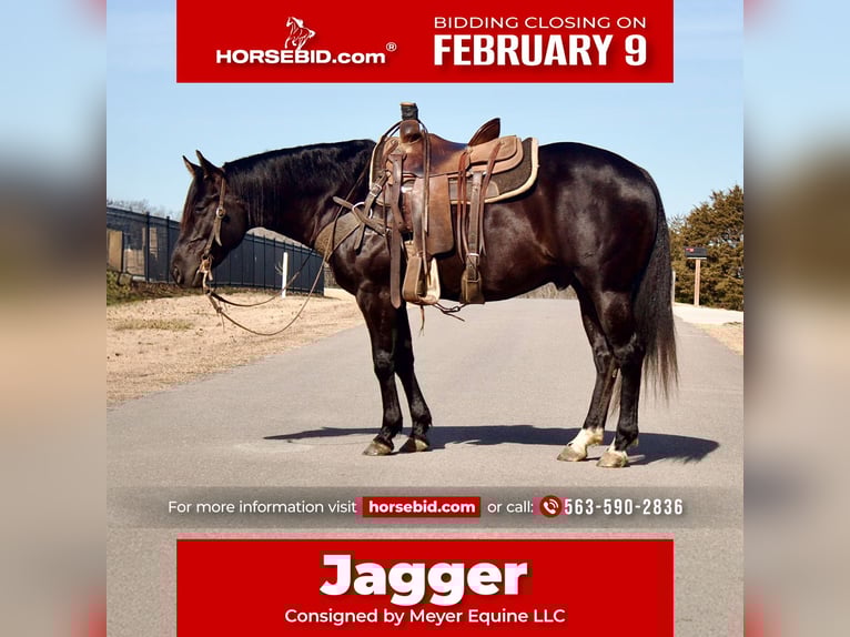 Quarter horse américain Hongre 5 Ans 152 cm Noir in La Motte