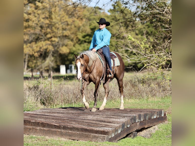 Quarter horse américain Hongre 5 Ans 152 cm Palomino in Buffalo