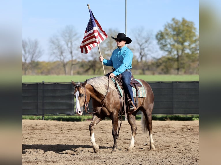 Quarter horse américain Hongre 5 Ans 152 cm Palomino in Buffalo