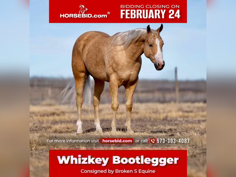 Quarter horse américain Hongre 5 Ans 152 cm Palomino in Marshall, MO