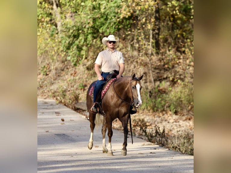 Quarter horse américain Hongre 5 Ans 152 cm Palomino in Buffalo