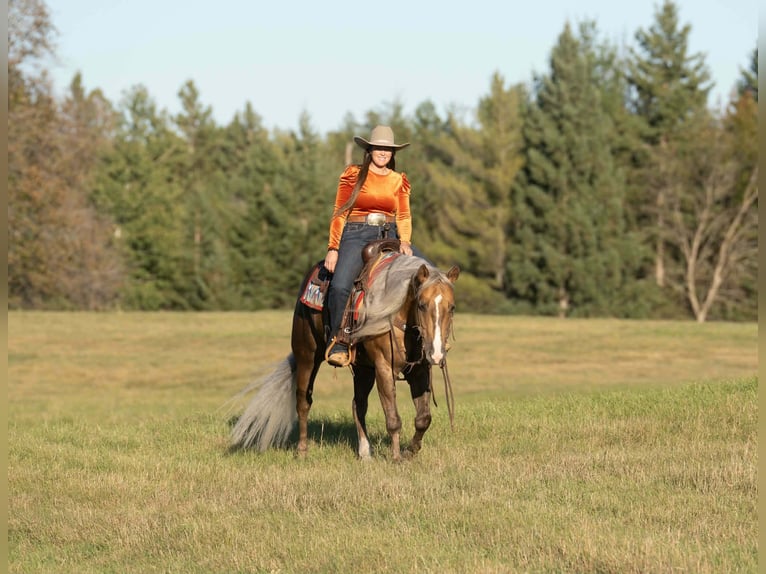 Quarter horse américain Hongre 5 Ans 152 cm Palomino in Aguila