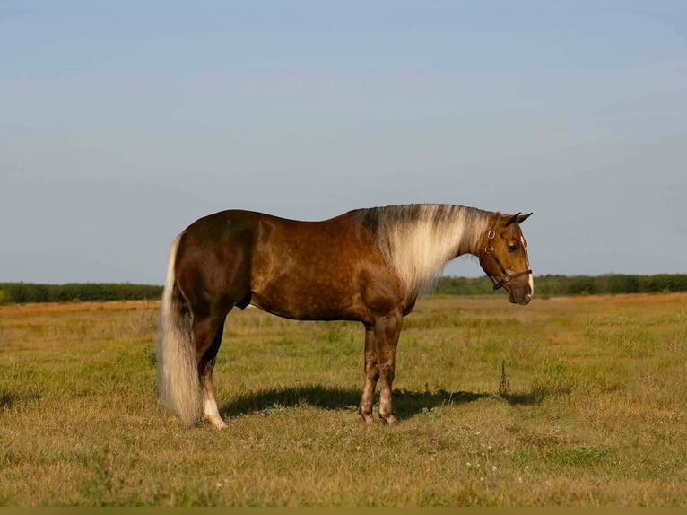 Quarter horse américain Hongre 5 Ans 152 cm Palomino in Aguila