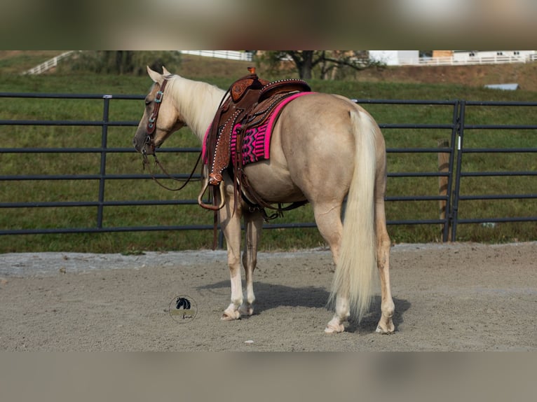 Quarter horse américain Hongre 5 Ans 152 cm Palomino in Fredericksburg, OH