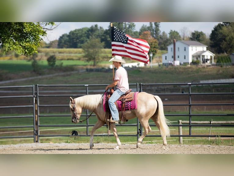 Quarter horse américain Hongre 5 Ans 152 cm Palomino in Fredericksburg, OH