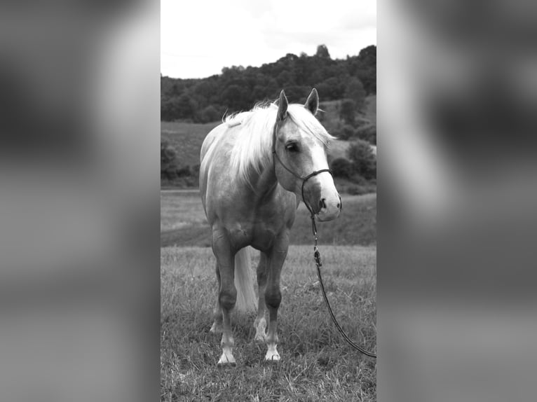 Quarter horse américain Hongre 5 Ans 152 cm Palomino in Independence