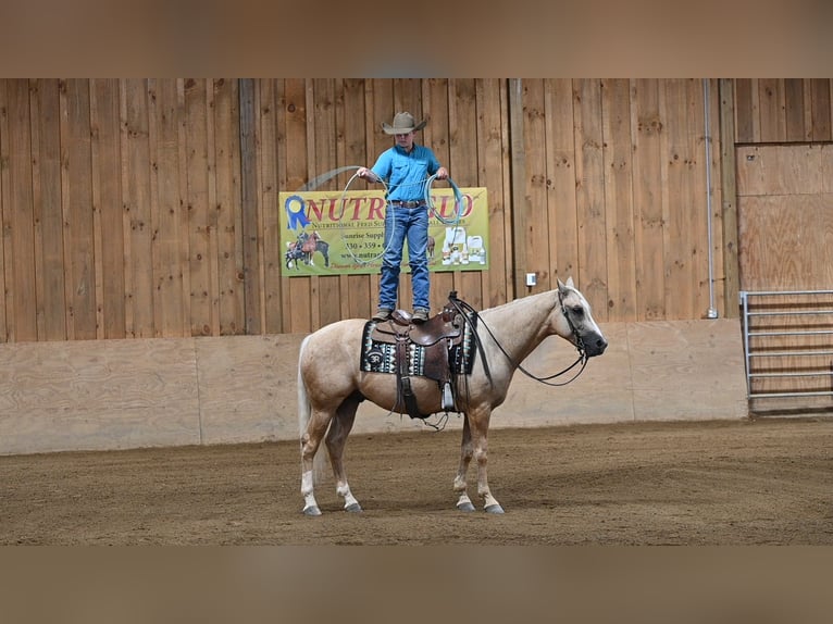 Quarter horse américain Hongre 5 Ans 152 cm Palomino in Millersburg